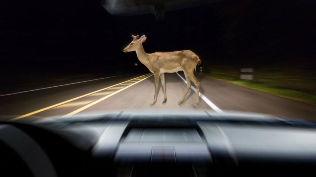 hit deer with car