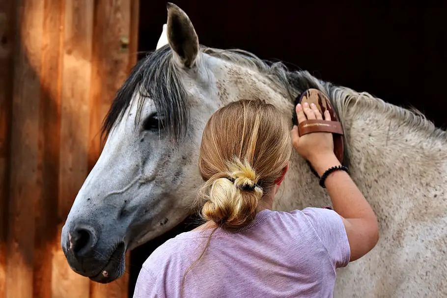 horse insurance agent